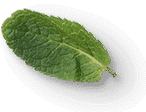 mint-leaves-2a